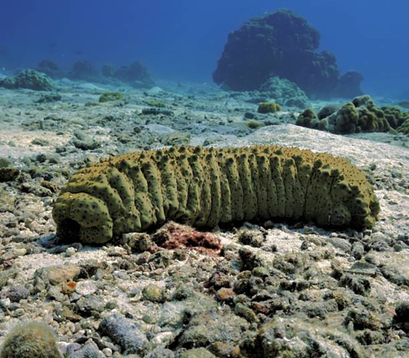 Underwater photo from a scuba dive