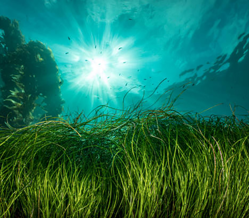 Sea grass underwater