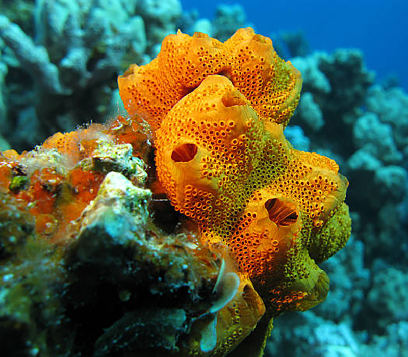 coral reef with beautiful great orange sponge on the bottom of tropical sea on blue water background