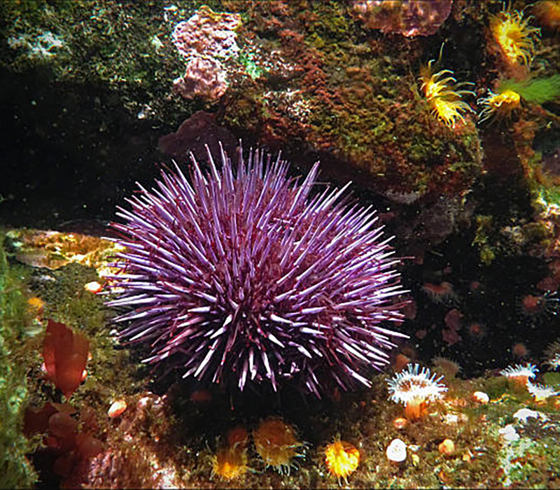 Purple sea urchin, Strongylocentrotus purpuratus, is found along Pacific coast from California through British Columbia.